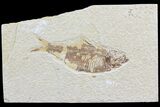 Knightia Fossil Fish - Wyoming #74098-1
